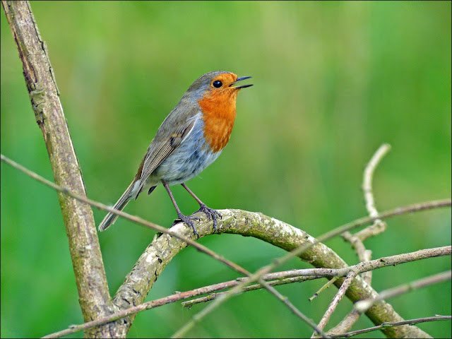 Wildrobin free spins in Global