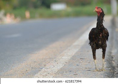 Explore chicken road oficial